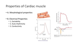 Cardiovascular system I.pptx