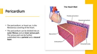 Anatomy of Cardio vascular system II.pptx