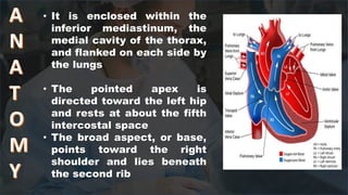 CARDIOVASCULAR SYSTEM new [Autosaved].pptx
