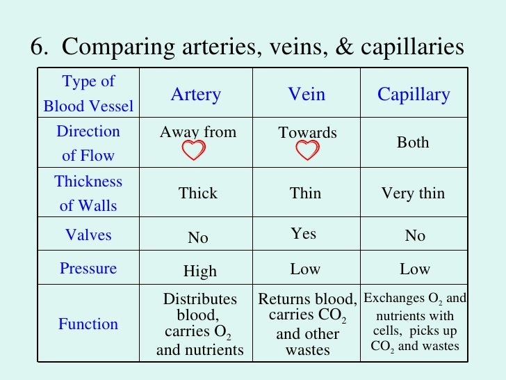 Cardiovascular System Notes