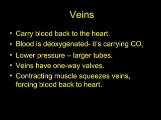 Veins
• Carry blood back to the heart.
• Blood is deoxygenated- it’s carrying CO2
• Lower pressure – larger tubes.
• Veins have one-way valves.
• Contracting muscle squeezes veins,
forcing blood back to heart.
 