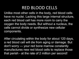 RED BLOOD CELLS
Unlike most other cells in the body, red blood cells
have no nuclei. Lacking this large internal structure,
each red blood cell has more room to carry the
oxygen the body needs. But without a nucleus, the
cells cannot divide or synthesize new cellular
components.
After circulating within the body for about 120 days,
a red blood cell will die from aging or damage. But
don't worry — your red bone marrow constantly
manufactures new red blood cells to replace those
that perish - at the rate of 2 million per second!
 