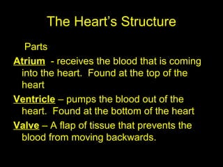 The Heart’s Structure
Parts
Atrium - receives the blood that is coming
into the heart. Found at the top of the
heart
Ventricle – pumps the blood out of the
heart. Found at the bottom of the heart
Valve – A flap of tissue that prevents the
blood from moving backwards.
 