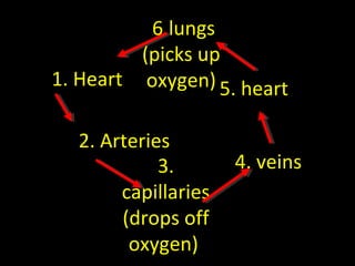 1. Heart
2. Arteries
3.
capillaries
(drops off
oxygen)
4. veins
5. heart
6.lungs
(picks up
oxygen)
 