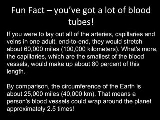 Fun Fact – you’ve got a lot of blood
tubes!
If you were to lay out all of the arteries, capillaries and
veins in one adult, end-to-end, they would stretch
about 60,000 miles (100,000 kilometers). What's more,
the capillaries, which are the smallest of the blood
vessels, would make up about 80 percent of this
length.
By comparison, the circumference of the Earth is
about 25,000 miles (40,000 km). That means a
person's blood vessels could wrap around the planet
approximately 2.5 times!
 