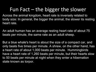 Fun Fact – the bigger the slower
Across the animal kingdom, heart rate is inversely related to
body size: In general, the bigger the animal, the slower its resting
heart rate.
An adult human has an average resting heart rate of about 75
beats per minute, the same rate as an adult sheep.
But a blue whale's heart is about the size of a compact car, and
only beats five times per minute. A shrew, on the other hand, has
a heart rate of about 1,000 beats per minute. Hummingbirds
have a heart rate of 1,260 beats per minute, but their hearts slow
to 50 beats per minute at night when they enter a hibernation
state known as torpor.
 