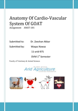 Anatomy Of Cardio-Vascular
System Of GOAT
Assignment        ANAT-101




Submitted to:              Dr. Zeeshan Akbar
Submitted by:              Waqas Nawaz
                            11-arid-975
                            DVM 1st Semester
Faculty of Veterinary & Animal Sciences
 