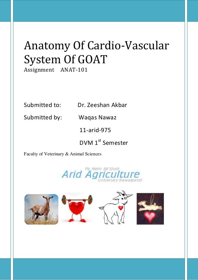 Cardiovascular system of goat