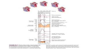 Cardiovascular system physiology | PPTX