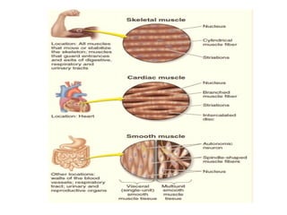 Comprehensive Physiology of the Cardiovascular System and Cardiac ...