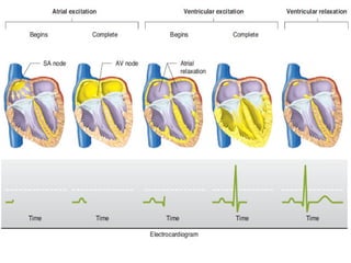 Comprehensive Physiology of the Cardiovascular System and Cardiac ...