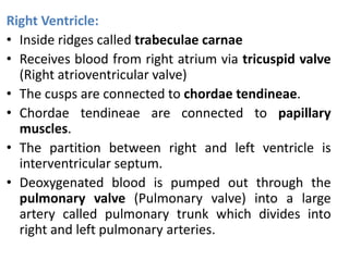 Right Ventricle:
• Inside ridges called trabeculae carnae
• Receives blood from right atrium via tricuspid valve
(Right atrioventricular valve)
• The cusps are connected to chordae tendineae.
• Chordae tendineae are connected to papillary
muscles.
• The partition between right and left ventricle is
interventricular septum.
• Deoxygenated blood is pumped out through the
pulmonary valve (Pulmonary valve) into a large
artery called pulmonary trunk which divides into
right and left pulmonary arteries.
 