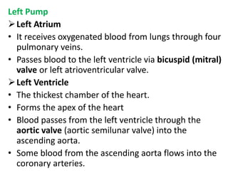 Left Pump
Left Atrium
• It receives oxygenated blood from lungs through four
pulmonary veins.
• Passes blood to the left ventricle via bicuspid (mitral)
valve or left atrioventricular valve.
Left Ventricle
• The thickest chamber of the heart.
• Forms the apex of the heart
• Blood passes from the left ventricle through the
aortic valve (aortic semilunar valve) into the
ascending aorta.
• Some blood from the ascending aorta flows into the
coronary arteries.
 