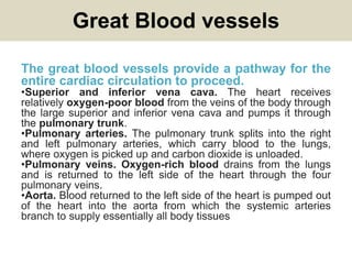 Great Blood vessels
The great blood vessels provide a pathway for the
entire cardiac circulation to proceed.
•Superior and inferior vena cava. The heart receives
relatively oxygen-poor blood from the veins of the body through
the large superior and inferior vena cava and pumps it through
the pulmonary trunk.
•Pulmonary arteries. The pulmonary trunk splits into the right
and left pulmonary arteries, which carry blood to the lungs,
where oxygen is picked up and carbon dioxide is unloaded.
•Pulmonary veins. Oxygen-rich blood drains from the lungs
and is returned to the left side of the heart through the four
pulmonary veins.
•Aorta. Blood returned to the left side of the heart is pumped out
of the heart into the aorta from which the systemic arteries
branch to supply essentially all body tissues
 