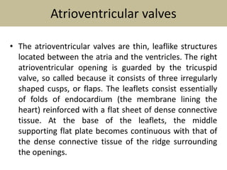 Atrioventricular valves
• The atrioventricular valves are thin, leaflike structures
located between the atria and the ventricles. The right
atrioventricular opening is guarded by the tricuspid
valve, so called because it consists of three irregularly
shaped cusps, or flaps. The leaflets consist essentially
of folds of endocardium (the membrane lining the
heart) reinforced with a flat sheet of dense connective
tissue. At the base of the leaflets, the middle
supporting flat plate becomes continuous with that of
the dense connective tissue of the ridge surrounding
the openings.
 