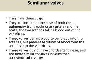 Semilunar valves
• They have three cusps.
• They are located at the base of both the
pulmonary trunk (pulmonary artery) and the
aorta, the two arteries taking blood out of the
ventricles.
• These valves permit blood to be forced into the
arteries, but prevent backflow of blood from the
arteries into the ventricles.
• These valves do not have chordae tendineae, and
are more similar to valves in veins than
atrioventricular valves.
 
