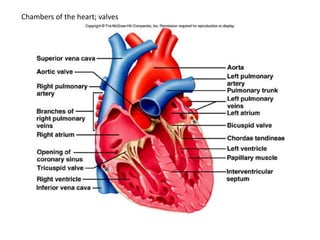 Chambers of the heart; valves
 
