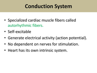 Conduction System
• Specialized cardiac muscle fibers called
autorhythmic fibers.
• Self-excitable
• Generate electrical activity (action potential).
• No dependent on nerves for stimulation.
• Heart has its own intrinsic system.
 