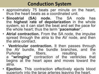 Conduction System
• approximately 75 beats per minute on the heart,
thus the heart beats as a coordinated unit.
• Sinoatrial (SA) node. The SA node has
the highest rate of depolarization in the whole
system, so it can start the beat and set the pace for
the whole heart; thus the term “pacemaker“.
• Atrial contraction. From the SA node, the impulse
spread through the atria to the AV node, and then
the atria contract.
• Ventricular contraction. It then passes through
the AV bundle, the bundle branches, and the
Purkinje fibers, resulting in
a “wringing” contraction of the ventricles that
begins at the heart apex and moves toward the
atria.
• Ejection. This contraction effectively ejects blood
superiorly into the large arteries leaving the heart.
 