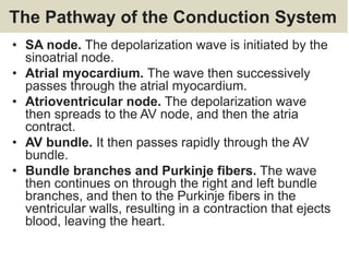 The Pathway of the Conduction System
• SA node. The depolarization wave is initiated by the
sinoatrial node.
• Atrial myocardium. The wave then successively
passes through the atrial myocardium.
• Atrioventricular node. The depolarization wave
then spreads to the AV node, and then the atria
contract.
• AV bundle. It then passes rapidly through the AV
bundle.
• Bundle branches and Purkinje fibers. The wave
then continues on through the right and left bundle
branches, and then to the Purkinje fibers in the
ventricular walls, resulting in a contraction that ejects
blood, leaving the heart.
 