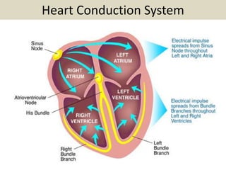 Heart Conduction System
 