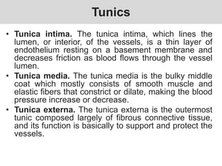 Tunics
• Tunica intima. The tunica intima, which lines the
lumen, or interior, of the vessels, is a thin layer of
endothelium resting on a basement membrane and
decreases friction as blood flows through the vessel
lumen.
• Tunica media. The tunica media is the bulky middle
coat which mostly consists of smooth muscle and
elastic fibers that constrict or dilate, making the blood
pressure increase or decrease.
• Tunica externa. The tunica externa is the outermost
tunic composed largely of fibrous connective tissue,
and its function is basically to support and protect the
vessels.
 