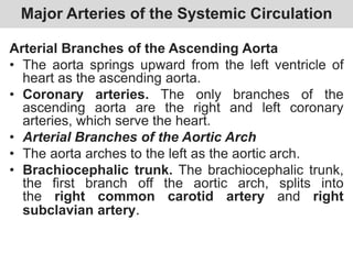 Major Arteries of the Systemic Circulation
Arterial Branches of the Ascending Aorta
• The aorta springs upward from the left ventricle of
heart as the ascending aorta.
• Coronary arteries. The only branches of the
ascending aorta are the right and left coronary
arteries, which serve the heart.
• Arterial Branches of the Aortic Arch
• The aorta arches to the left as the aortic arch.
• Brachiocephalic trunk. The brachiocephalic trunk,
the first branch off the aortic arch, splits into
the right common carotid artery and right
subclavian artery.
 