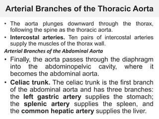 Arterial Branches of the Thoracic Aorta
• The aorta plunges downward through the thorax,
following the spine as the thoracic aorta.
• Intercostal arteries. Ten pairs of intercostal arteries
supply the muscles of the thorax wall.
Arterial Branches of the Abdominal Aorta
• Finally, the aorta passes through the diaphragm
into the abdominopelvic cavity, where it
becomes the abdominal aorta.
• Celiac trunk. The celiac trunk is the first branch
of the abdominal aorta and has three branches:
the left gastric artery supplies the stomach;
the splenic artery supplies the spleen, and
the common hepatic artery supplies the liver.
 