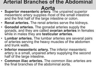 Arterial Branches of the Abdominal
Aorta
• Superior mesenteric artery. The unpaired superior
mesenteric artery supplies most of the small intestine
and the first half of the large intestine or colon.
• Renal arteries. The renal arteries serve the kidneys.
• Gonadal arteries. The gonadal arteries supply the
gonads, and they are called ovarian arteries in females
while in males they are testicular arteries.
• Lumbar arteries. The lumbar arteries are several pairs
of arteries serving the heavy muscles of the abdomen
and trunk walls.
• Inferior mesenteric artery. The inferior mesenteric
artery is a small, unpaired artery supplying the second
half of the large intestine.
• Common iliac arteries. The common iliac arteries are
the final branches of the abdominal aorta.
 
