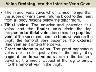 Veins Draining into the Inferior Vena Cava
• The inferior vena cava, which is much longer than
the superior vena cava, returns blood to the heart
from all body regions below the diaphragm.
• Tibial veins. The anterior and posterior tibial
veins and the fibular vein drain the leg;
the posterior tibial veins becomes the popliteal
vein at the knee and then the femoral vein in the
thigh; the femoral vein becomes the external
iliac vein as it enters the pelvis.
• Great saphenous veins. The great saphenous
veins are the longest veins in the body; they
begin at the dorsal venous arch in the foot and
travel up the medial aspect of the leg to empty
into the femoral vein in the thigh.
 
