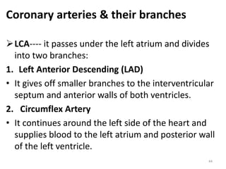 Coronary arteries & their branches
LCA---- it passes under the left atrium and divides
into two branches:
1. Left Anterior Descending (LAD)
• It gives off smaller branches to the interventricular
septum and anterior walls of both ventricles.
2. Circumflex Artery
• It continues around the left side of the heart and
supplies blood to the left atrium and posterior wall
of the left ventricle.
44
 