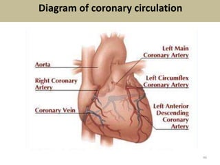 Diagram of coronary circulation
46
 