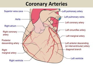 Coronary Arteries
 