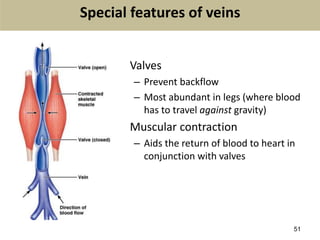 51
Special features of veins
• Valves
– Prevent backflow
– Most abundant in legs (where blood
has to travel against gravity)
• Muscular contraction
– Aids the return of blood to heart in
conjunction with valves
 