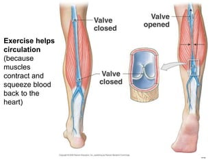 52
Exercise helps
circulation
(because
muscles
contract and
squeeze blood
back to the
heart)
 