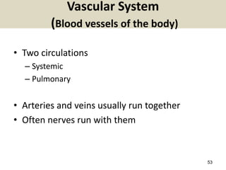 53
Vascular System
(Blood vessels of the body)
• Two circulations
– Systemic
– Pulmonary
• Arteries and veins usually run together
• Often nerves run with them
 