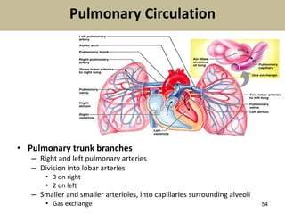 54
Pulmonary Circulation
• Pulmonary trunk branches
– Right and left pulmonary arteries
– Division into lobar arteries
• 3 on right
• 2 on left
– Smaller and smaller arterioles, into capillaries surrounding alveoli
• Gas exchange
 