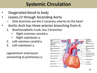 57
Systemic Circulation
• Oxygenated blood to body
• Leaves LV through Ascending Aorta
– Only branches are the 2 coronary arteries to the heart
• Aortic Arch has three arteries branching from it:
1. Brachiocephalic trunk, has 2 branches:
• Right common carotid a.
• Right subclavian a.
2. Left common carotid a.
3. Left subclavian a.
Ligamentum arteriosum
connecting to pulmonary a.
 