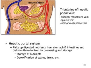 58
• Hepatic portal system
– Picks up digested nutrients from stomach & intestines and
delivers them to liver for processing and storage
• Storage of nutrients
• Detoxification of toxins, drugs, etc.
Tributaries of hepatic
portal vein:
-superior mesenteric vein
-splenic vein
-inferior mesenteric vein
 