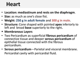 Heart
• Location: mediastinum and rests on the diaphragm.
• Size: as much as one’s close fist.
• Weight: 250 g in adult female and 300 g in male.
• Structure: Cone shaped with pointed apex inferiorly to
left and broad base superiorly to the right.
 Membranous Layers
• Two Pericardium as superficial fibrous pericardium of
connective tissue and deeper serous pericardium of
epithelial tissue connected with the fibrous
pericardium.
• Serous pericardium—Parietal and visceral membrane.
Pericardial cavity with pericardial fluid.
 