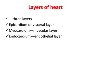 Layers of heart
• —three layers
Epicardium or visceral layer
Myocardium—muscular layer
Endocardium—endothelial layer
 