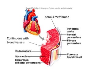 Serous membrane
Continuous with
blood vessels
 
