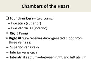 Chambers of the Heart
 Four chambers—two pumps
─ Two atria (superior)
─ Two ventricles (inferior)
 Right Pump
Right Atrium receives deoxygenated blood from
three veins as:
─ Superior vena cava
─ Inferior vena cava
─ Interatrial septum—between right and left atrium
 