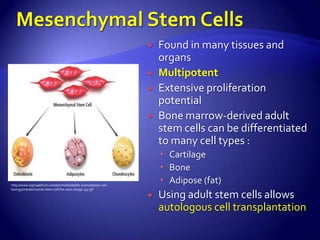   Found in many tissues and
                                                                       organs
                                                                      Multipotent
                                                                      Extensive proliferation
                                                                       potential
                                                                      Bone marrow-derived adult
                                                                       stem cells can be differentiated
                                                                       to many cell types :
                                                                        Cartilage
                                                                        Bone
http://www.sigmaaldrich.com/etc/medialib/life-science/stem-cell-
                                                                        Adipose (fat)
biology/mesenchymal-stem-cell.Par.0001.Image.457.gif

                                                                      Using adult stem cells allows
                                                                       autologous cell transplantation
 
