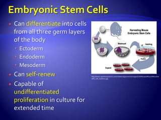    Can differentiate into cells
    from all three germ layers
    of the body
     Ectoderm
     Endoderm
     Mesoderm
   Can self-renew                 http://www.openbiosystems.com/collateral/genomics/images/Cells%20and%20cell%20line
                                   s/ES_cell_isolation.jpg


   Capable of
    undifferentiated
    proliferation in culture for
    extended time
 