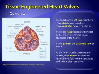     Overview
                                                              The heart consists of four chambers
                                                              • Two atria (upper chambers)
                                                              • Two ventricles (lower chambers).

                                                              Valves are flaps that located on each
                                                              end of the two ventricles (lower
                                                              chambers of the heart).

                                                              Valves prevent the backward flow of
                                                              blood.

                                                              As the heart muscle contracts and
                                                              relaxes, the valves open and shut,
                                                              letting blood flow into the ventricles
                                                              and atria at alternate times.
http://www.edoctoronline.com/medical-atlas.asp?c=4&id=22190
 