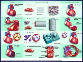 http://www.sciencecodex.com/files/different%20ways%20in%20which%20tissue%20engineers%20believe%20that%20heart%20muscle.jpg
 