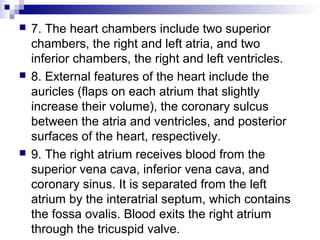  7. The heart chambers include two superior
chambers, the right and left atria, and two
inferior chambers, the right and left ventricles.
 8. External features of the heart include the
auricles (flaps on each atrium that slightly
increase their volume), the coronary sulcus
between the atria and ventricles, and posterior
surfaces of the heart, respectively.
 9. The right atrium receives blood from the
superior vena cava, inferior vena cava, and
coronary sinus. It is separated from the left
atrium by the interatrial septum, which contains
the fossa ovalis. Blood exits the right atrium
through the tricuspid valve.
 