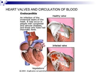 HEART VALVES AND CIRCULATION OF BLOOD
 