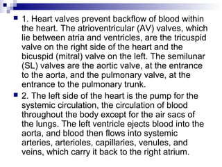  1. Heart valves prevent backflow of blood within
the heart. The atrioventricular (AV) valves, which
lie between atria and ventricles, are the tricuspid
valve on the right side of the heart and the
bicuspid (mitral) valve on the left. The semilunar
(SL) valves are the aortic valve, at the entrance
to the aorta, and the pulmonary valve, at the
entrance to the pulmonary trunk.
 2. The left side of the heart is the pump for the
systemic circulation, the circulation of blood
throughout the body except for the air sacs of
the lungs. The left ventricle ejects blood into the
aorta, and blood then flows into systemic
arteries, arterioles, capillaries, venules, and
veins, which carry it back to the right atrium.
 